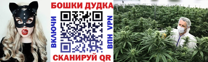 Конопля гибрид  Берёзовка 